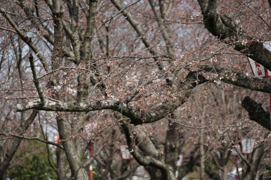 田川市　丸山公園　桜